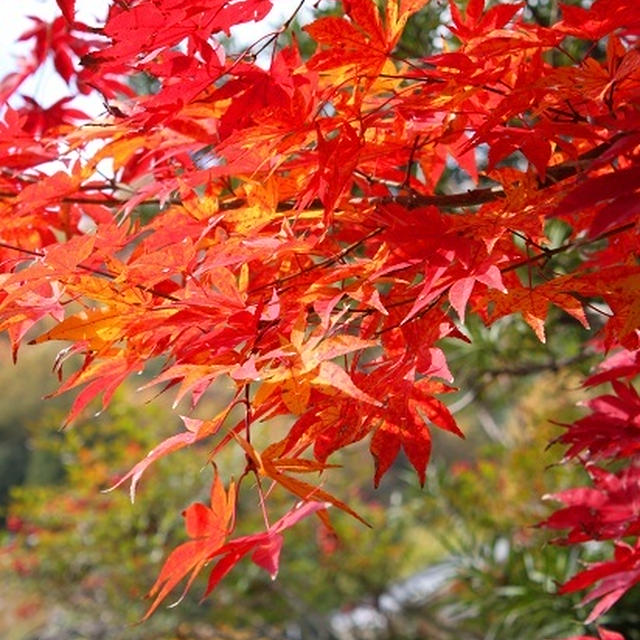 紅葉