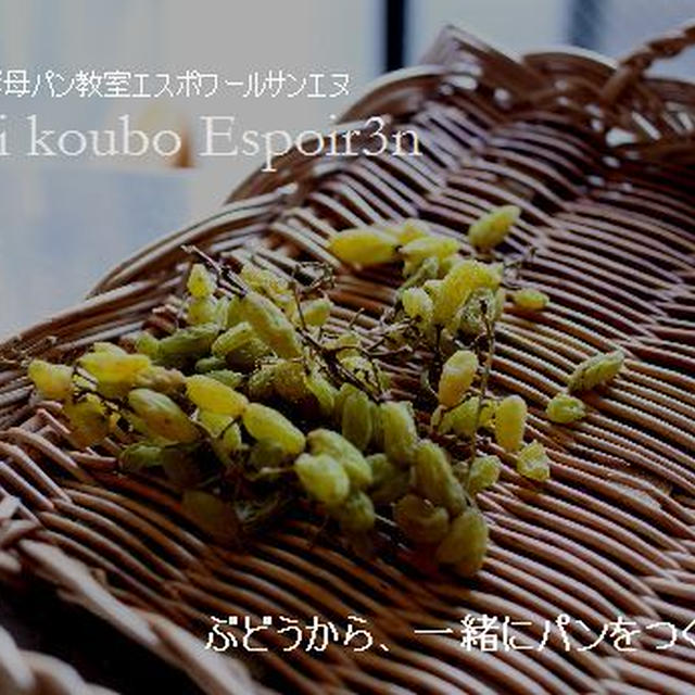 自然の酵母から、ふわふわメロンパンが焼きあがります。