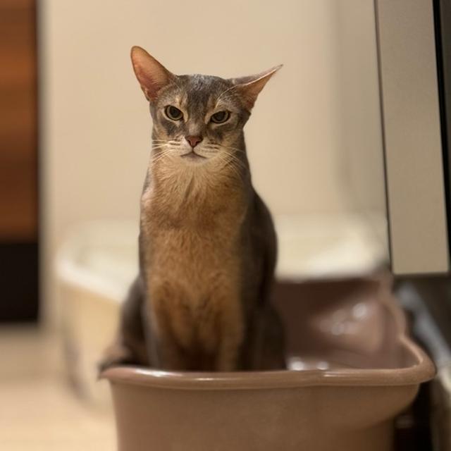 トイレを激写と、お風呂のふたの上争奪戦
