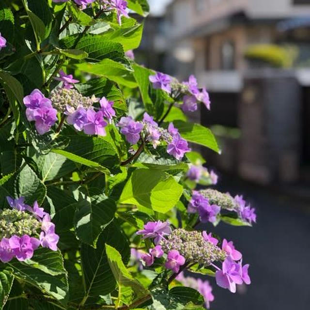 ウチの庭も花盛り