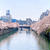 大岡川桜散歩〜野毛で昼のみ