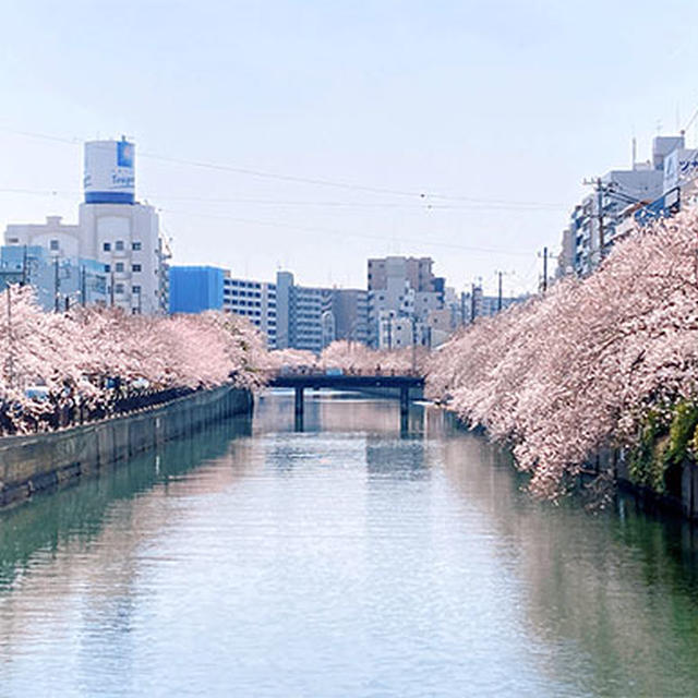 大岡川桜散歩〜野毛で昼のみ