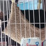 【小梅・さくら通信】最長記録...(ノД`)・゜・。