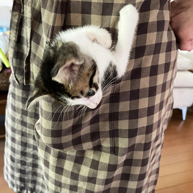 Pocket 仔猫２