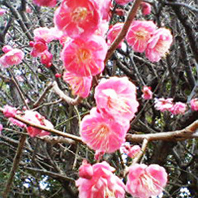 梅の花・雨水♪
