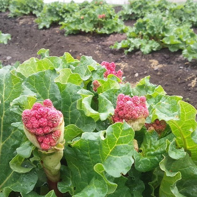 赤いルバーブの花芽がまっさかりです。