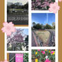 【桜散策・2024】日比谷公園～桜とチューリップ
