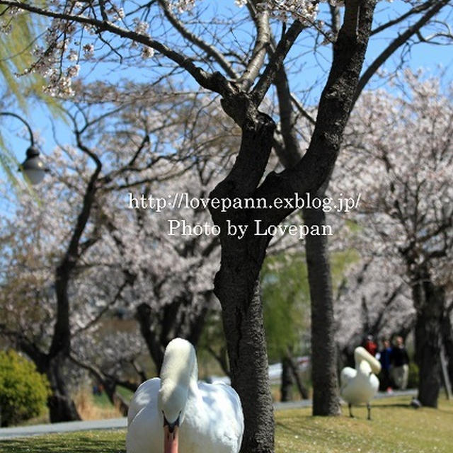 白鳥のお花見散歩・撮影会