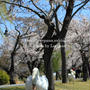 白鳥のお花見散歩・撮影会