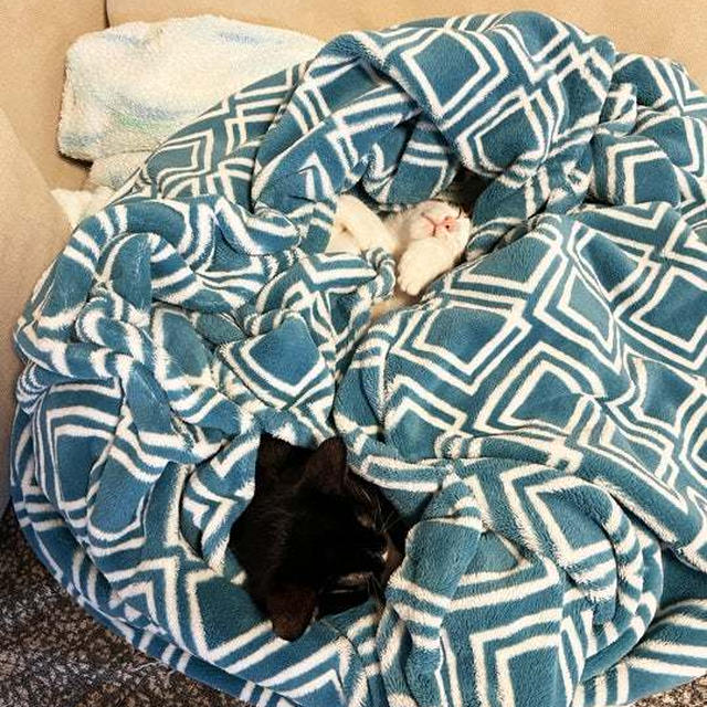 ブランケットに埋没する はちとてん