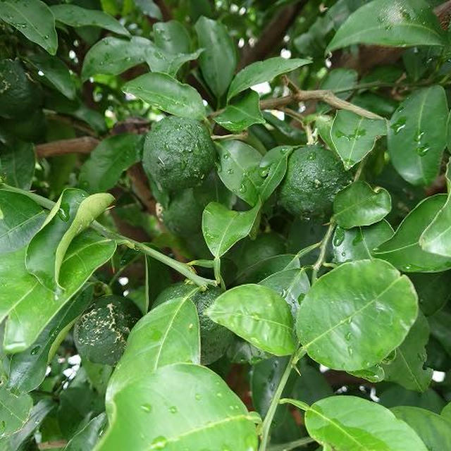 台風…　～花柚子だより～
