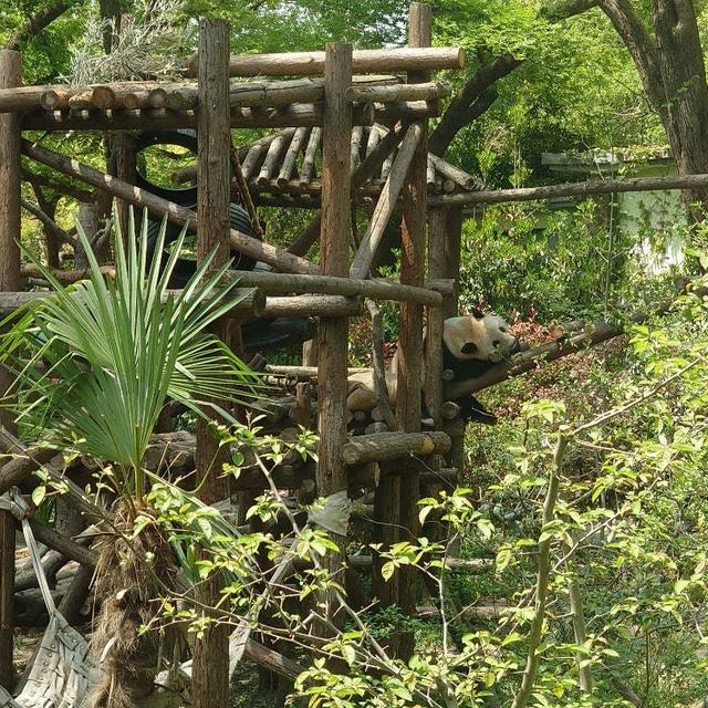 2025 上海動物園
