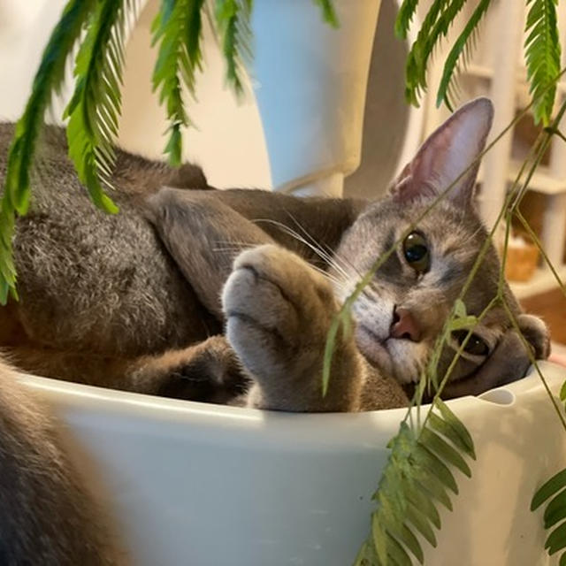 お部屋の観葉植物の場所を変えたら、思いがけず野生のぼくちんのようになった