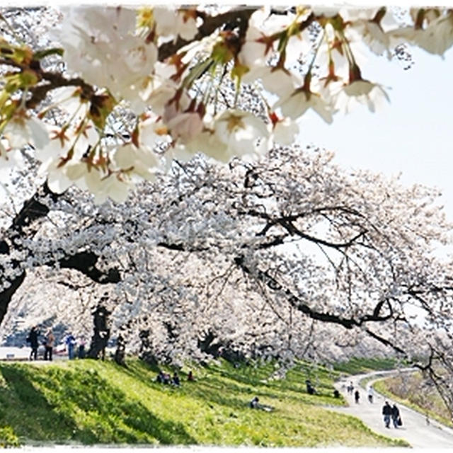 ■そうだ、お花見に行こう～♪一目千本桜ヽ(´∀｀*)ﾉ■