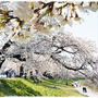 ■そうだ、お花見に行こう～♪一目千本桜ヽ(´∀｀*)ﾉ■