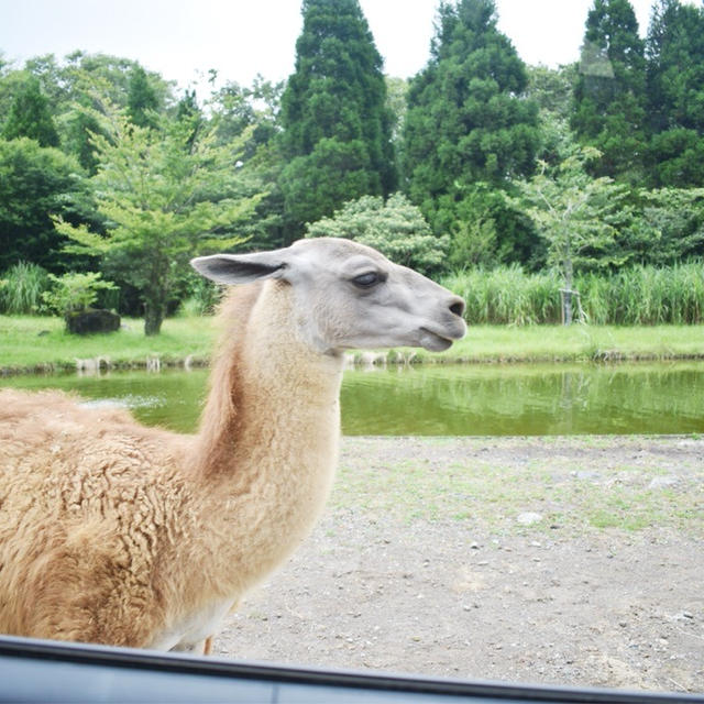 お出掛け日記を少し、、富士サファリパーク。