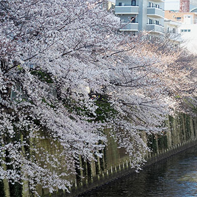 2020、東京桜散歩
