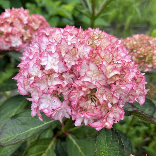 庭の花々　6月6日