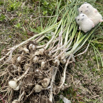 【写真解説付き】春の名物「ノビル」を採って美味しく料理しよう【見分け方＆よく似た毒草は？】