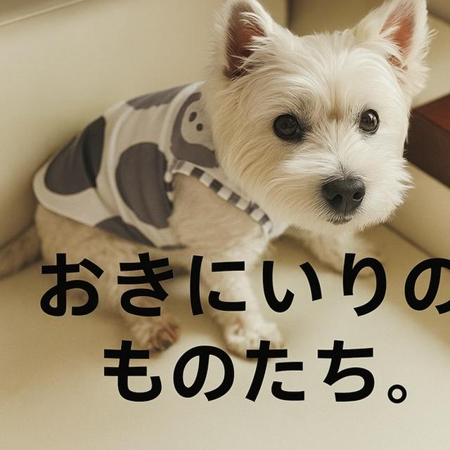 ゆきちのNewお洋服と、ギンガムチェックのかわいいものたち。