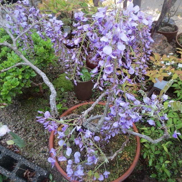 主人が入院、藤の花、シバザクラ