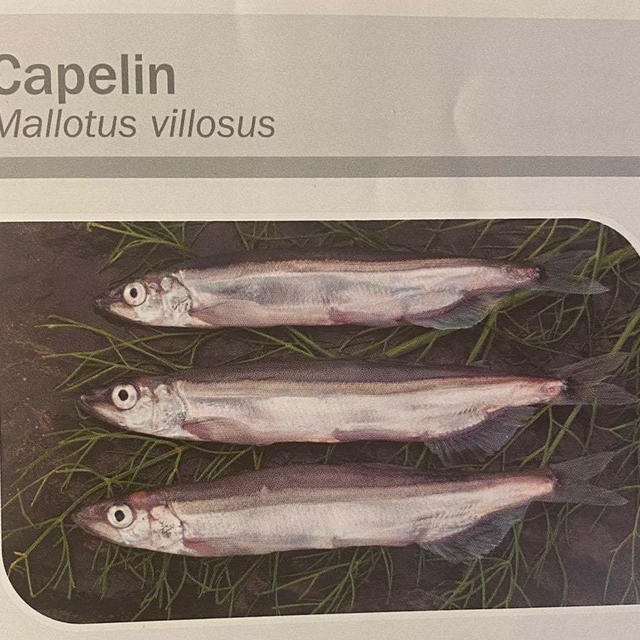 カナダ大西洋の魚紹介