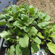 サツマイモ挿し苗植え付け☆葉山農園（5月中旬）