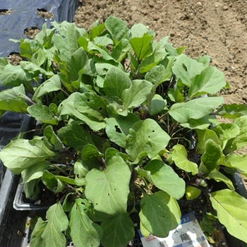 サツマイモ挿し苗植え付け☆葉山農園（5月中旬）