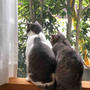 ねこ自慢？