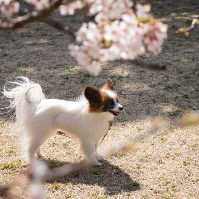 ■わんこのロング散歩やピクニックに持っていける犬おやつレシピ 5つ