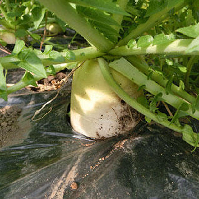 畑の野菜で米粉ケークサレ。