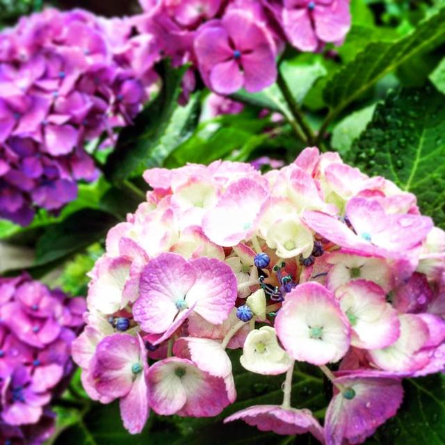 雨に打たれた紫陽花