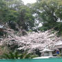 ◆桜咲く