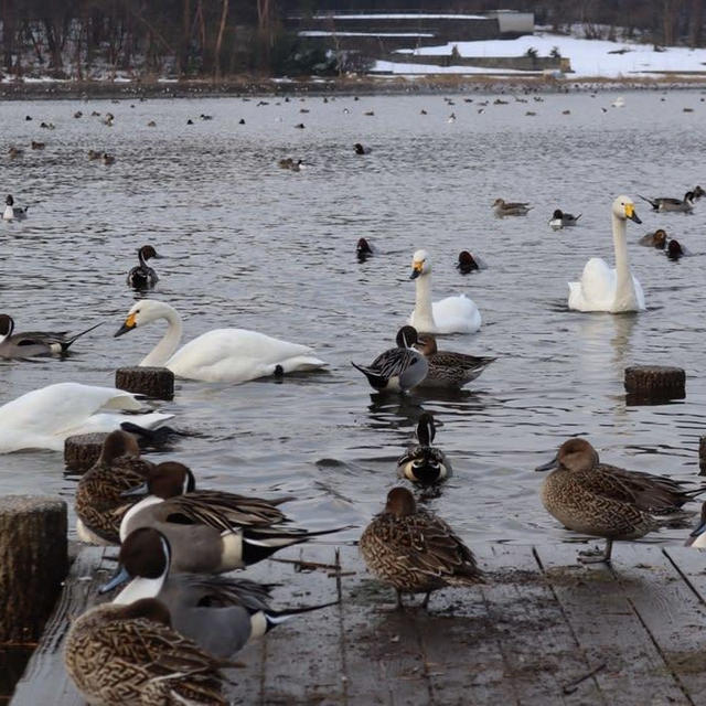 村上市大池の白鳥