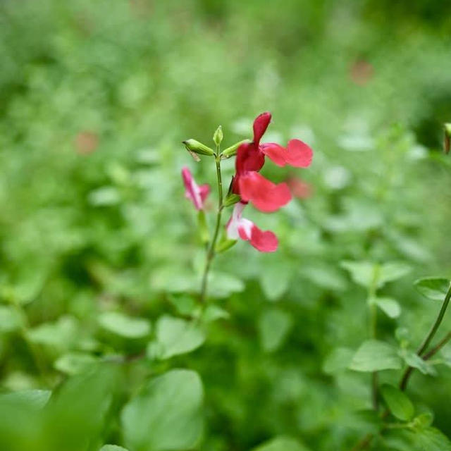 裏庭の花