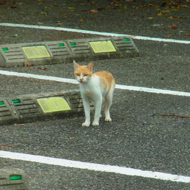 猫、まっしぐら♪（in　宮崎）
