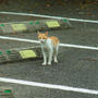 猫、まっしぐら♪（in　宮崎）