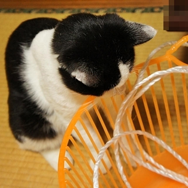 ミーの一人遊び