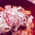 ヨーグルトガーリック漬け豚角切り丼♪