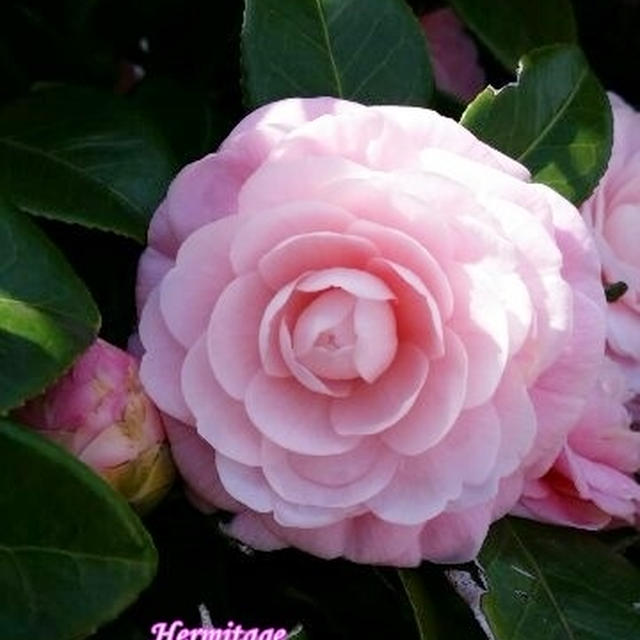 お帰りなさい・・・♡