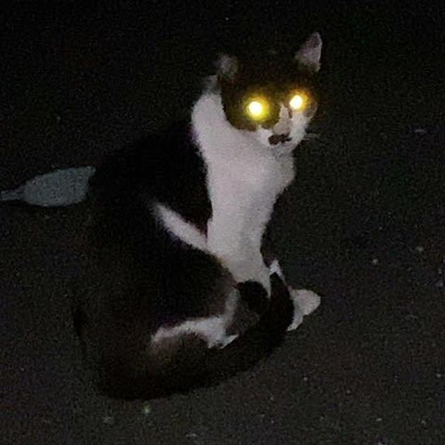 猫バカ誘拐犯直前！