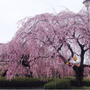 ☆仙台の桜☆