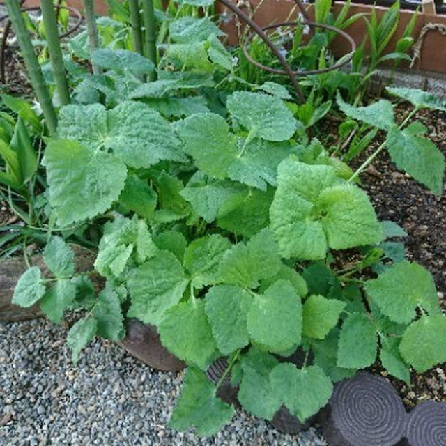 地植えのミツバは別物…