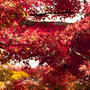 今年の京都の紅葉は綺麗！