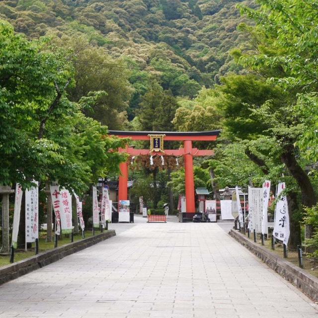 松尾大社のヤマブキの花#最近撮った写真は