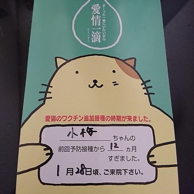 【小梅・さくら・桃之介通信】小梅のワクチン接種の案内が来ました♪