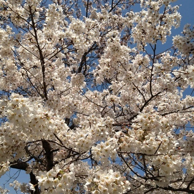お花見日和(^_−)−☆
