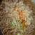 2月27日　　たぬき蕎麦
