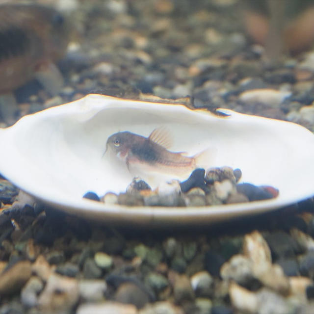超びっくり！飼ってるコリドラスが自然繁殖しました。久々に目が丸くなっちゃいました。水槽日記