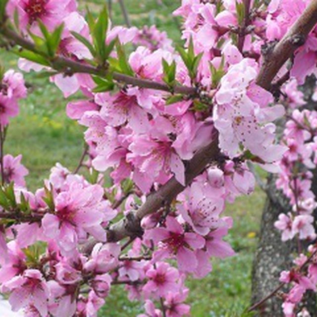 *桃のお花見＆我が家のラブ兄弟*